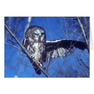 Winking owl