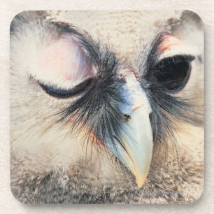 Winking Owl Coaster