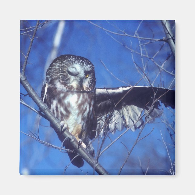 Winking owl magnet (Front)