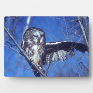 Winking owl plaque