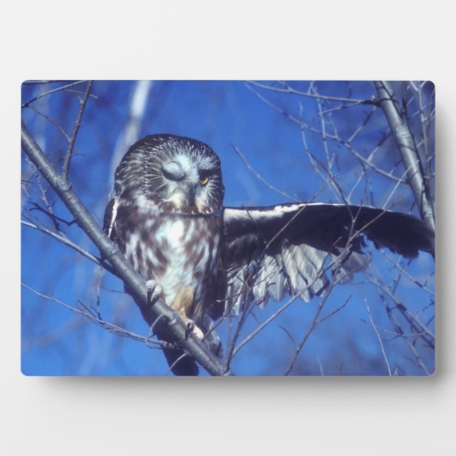 Winking owl plaque (Front)