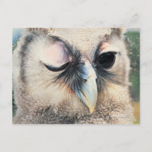 Winking Owl Postcard