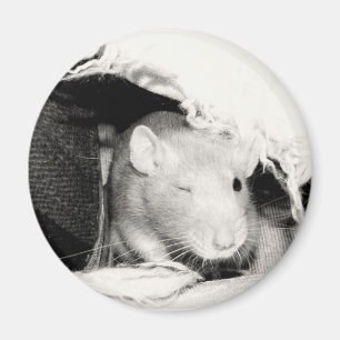 Winking Rat Magnet