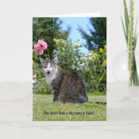 winking tabby cat for humourous birthday