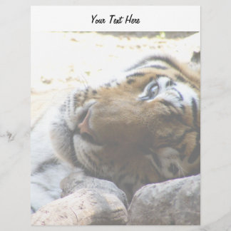 Winking Tiger
