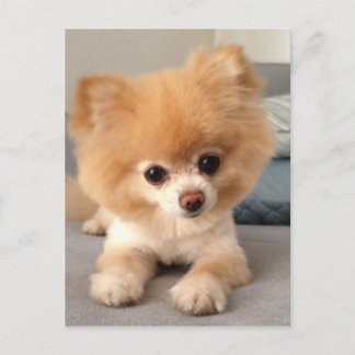 Winnie With a Fresh Cut Postcard