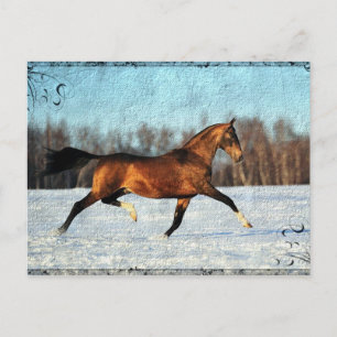 Winter Akhal-teke Postcard
