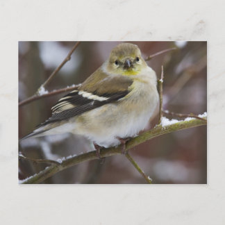 Winter American Goldfinch Postcard