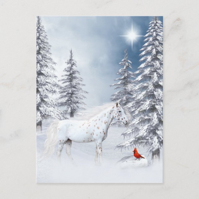 Winter appaloosa postcard (Front)