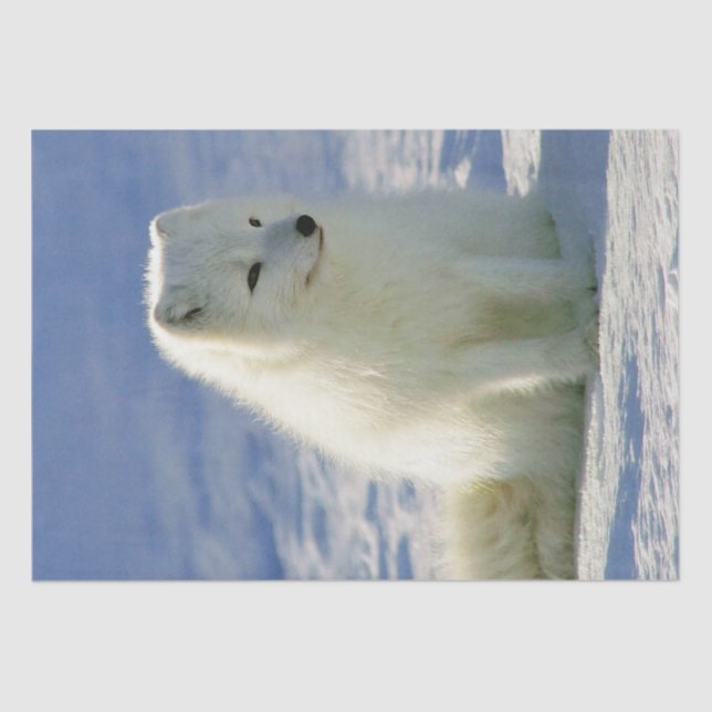 Winter Arctic Fox Tissue Paper (Front)
