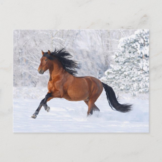 Winter Bay Postcard (Front)