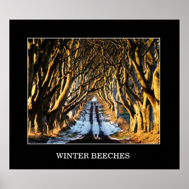 Winter Beeches Poster (Front)