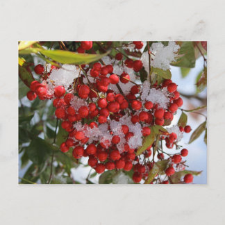 Winter Berries. Postcard