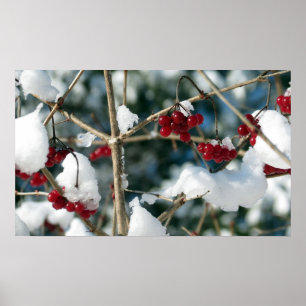 Winter Berries Poster