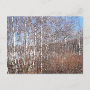 Winter Birch Forest Postcard