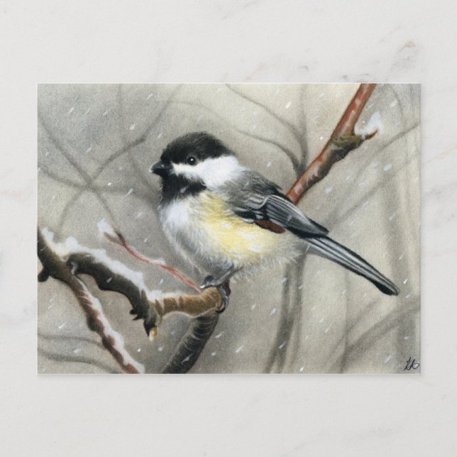 winter bird chickadee postcard (Front)