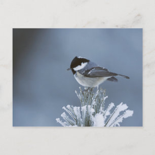 Winter Bird Perched on Frosted Pine Branch Holiday Postcard