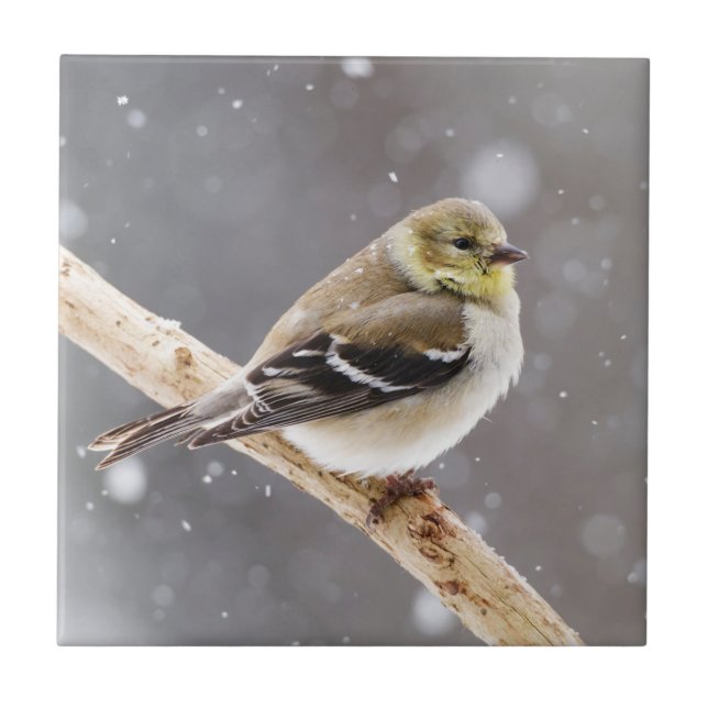 Winter Bird Snow Scene - American Goldfinch Tile (Front)
