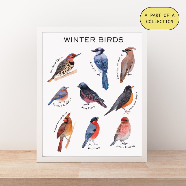 Winter Birds Educational Poster (Creator Uploaded)