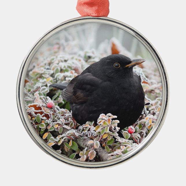 Winter Blackbird Ceramic Ornament (Front)