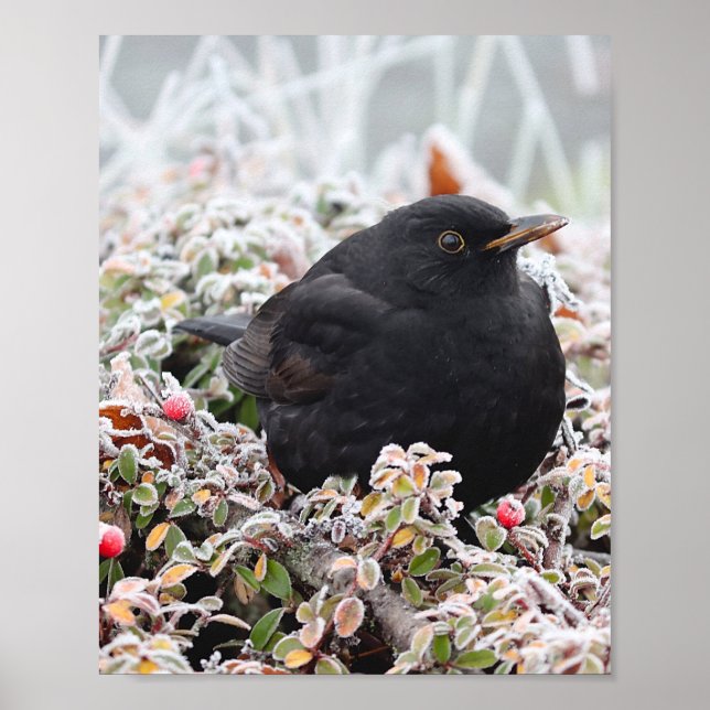 Winter Blackbird Poster (Front)