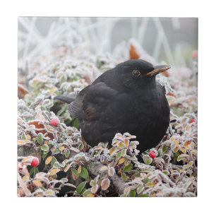 Winter Blackbird Tile