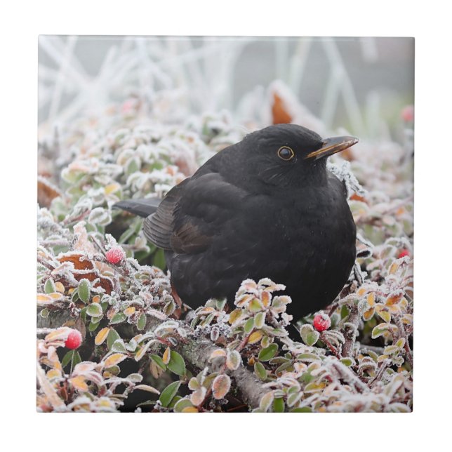 Winter Blackbird Tile (Front)