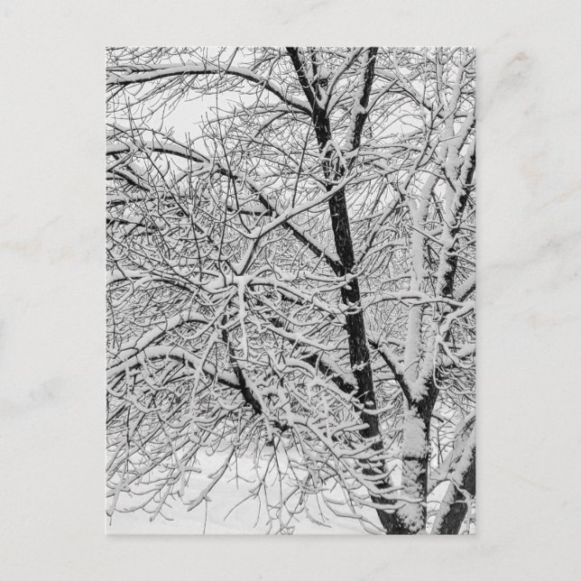 Winter Blizzard Storm Snowy Tree Nature Photograph Postcard (Front)