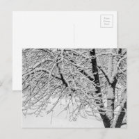 Winter Blizzard Storm Snowy Tree Nature Photograph
