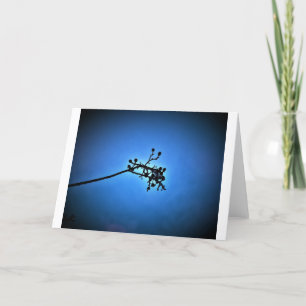 Winter Blue, card