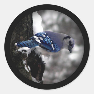 Winter Blue Jay Classic Round Sticker