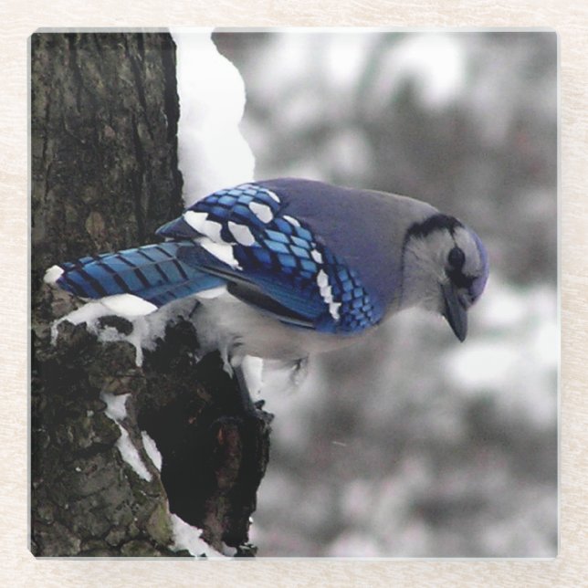 Winter Blue Jay  Glass Coaster (Front)
