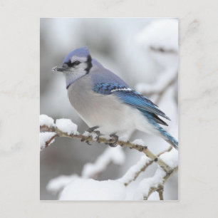 Winter Blue Jay Postcard