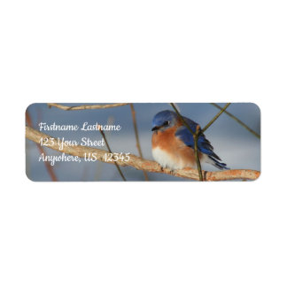 Winter Bluebird Animal Address