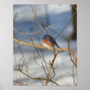 Winter Bluebird Nature Art Painting Poster