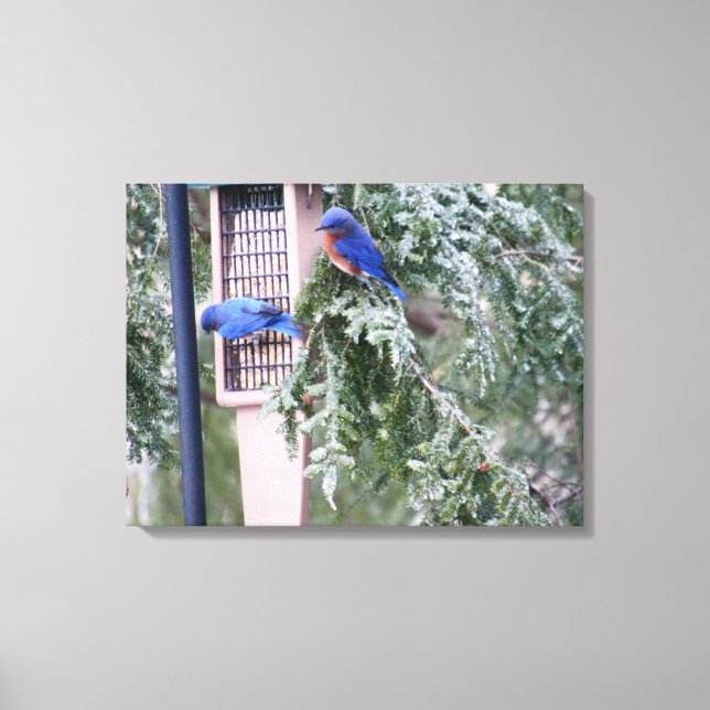 Winter Bluebirds Canvas Print (Front)