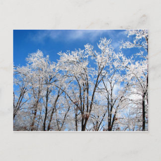 Winter Blues Postcard