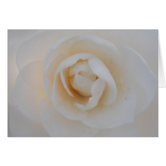 Winter Camellia (Front Horizontal)