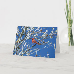 Winter Cardinal Card