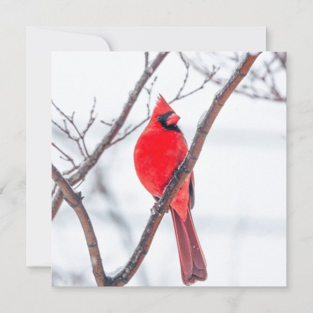 Winter Cardinal Flat Notecard (Front)