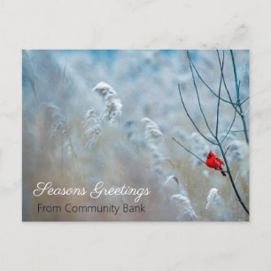 Winter Cardinal Holiday Christmas Postcard