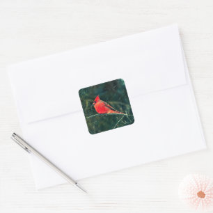 Winter Cardinal in Snowstorm - Enhanced Square Sticker