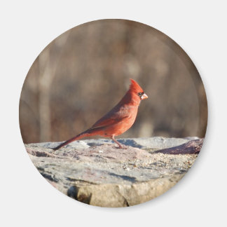 Winter Cardinal - magnet