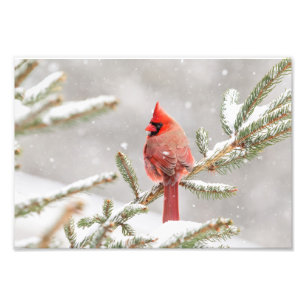Winter Cardinal Photo Print