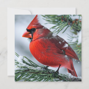 Winter Cardinal Red Bird Pine Christmas Wedding  Thank You Card