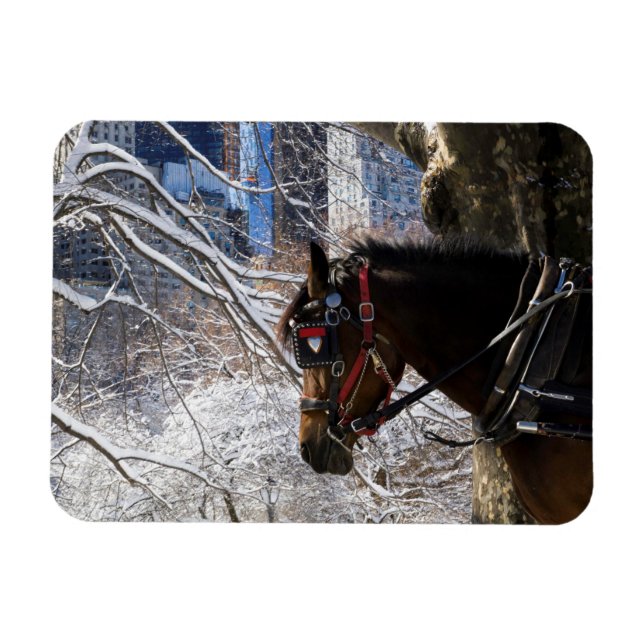 Winter Carriage Horse Magnet (Horizontal)