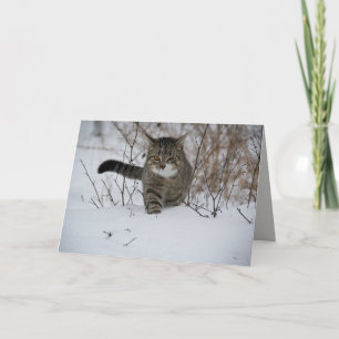 winter cat greeting card