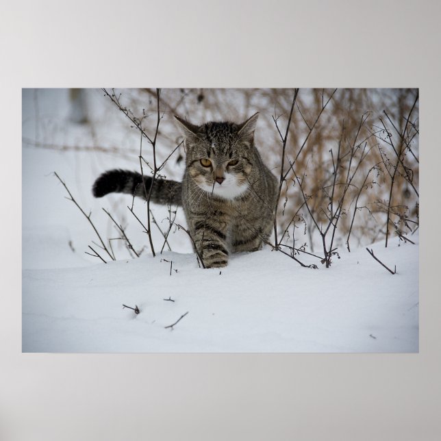 winter cat poster (Front)