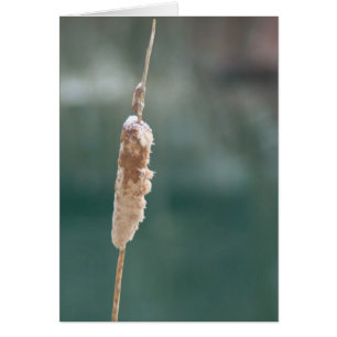 Winter Cattail Closeup