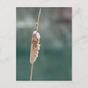 Winter Cattail Closeup Postcard